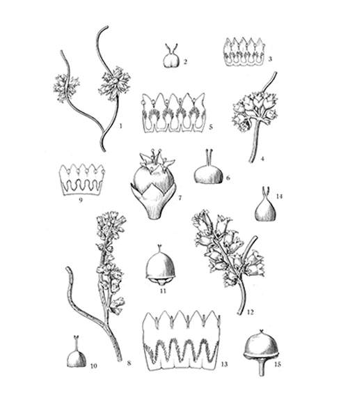 Natural compounds from  Cuscuta chinensis